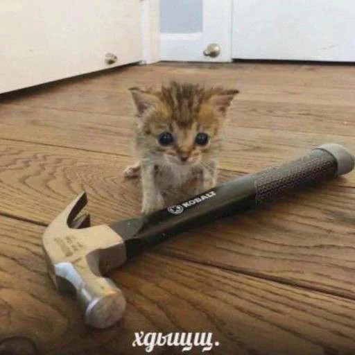 Стикерпак cats.mos? для Telegram — скачать