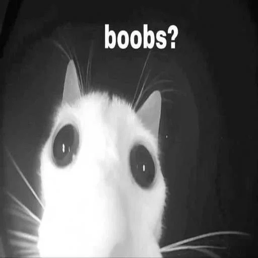 🥰 Стикер «cats.mos?» для Telegram