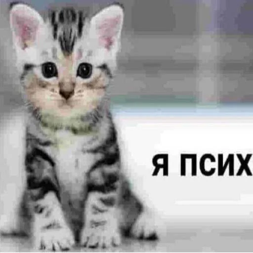 😮‍💨 Стикер «cats.mos?» для Telegram