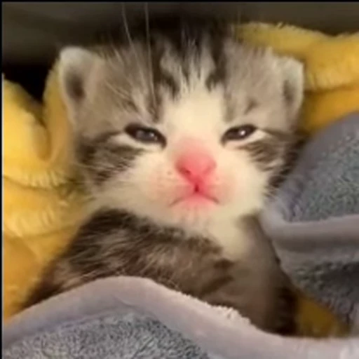 Стикерпак mrktcats 2 для Telegram — скачать
