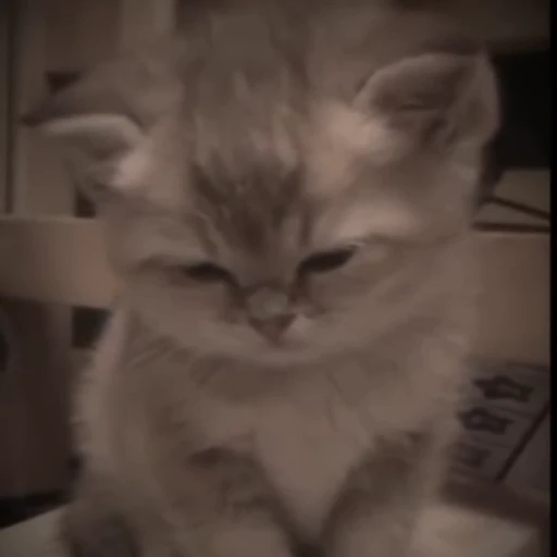 🥺 Стикер «mrktcats 2» для Telegram