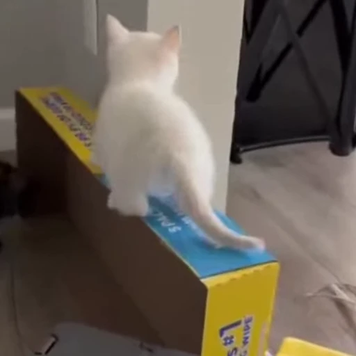 🥺 Стикер «mrktcats 2» для Telegram