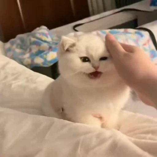 ❤️ Стикер «mrktcats 2» для Telegram