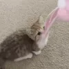 🐱 Эмодзи «📒 Кьют эмоджи» для Telegram