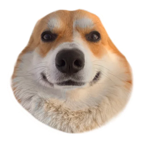 Стикерпак Маффин корги для Telegram — скачать