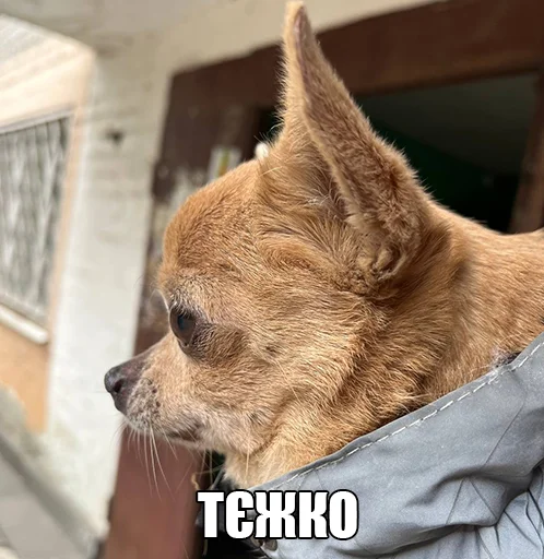 😔 Стикер «МурМарсік» для Telegram