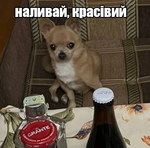 🍷 Стикер «МурМарсік» для Telegram