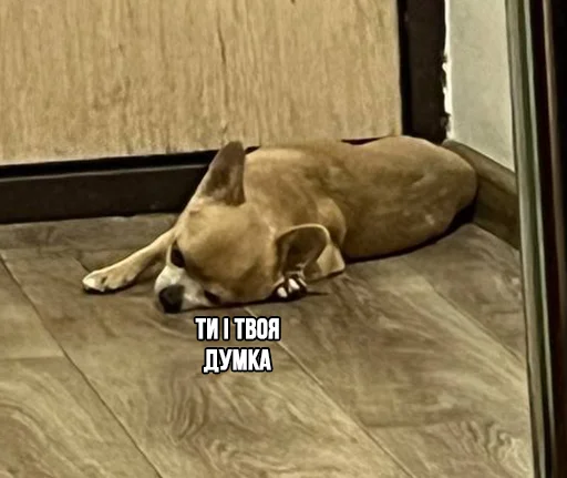 🤔 Стикер «МурМарсік» для Telegram