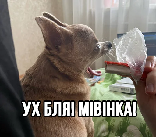 🍝 Стикер «МурМарсік» для Telegram