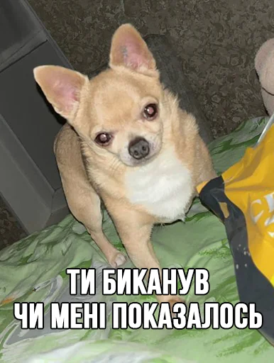 🤨 Стикер «МурМарсік» для Telegram