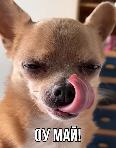 😏 Стикер «МурМарсік» для Telegram