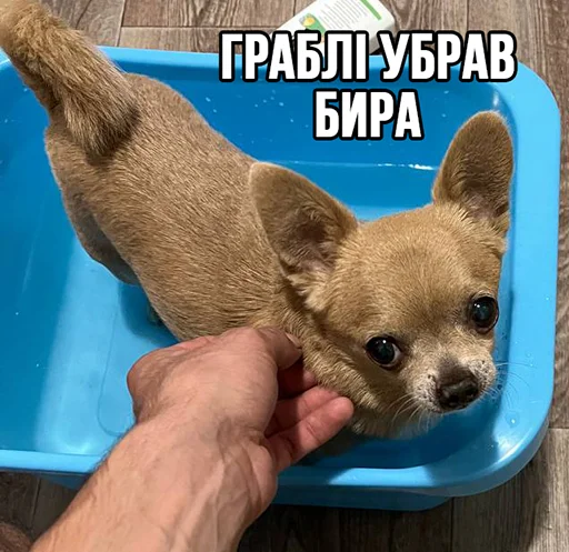 🖐 Стикер «МурМарсік» для Telegram