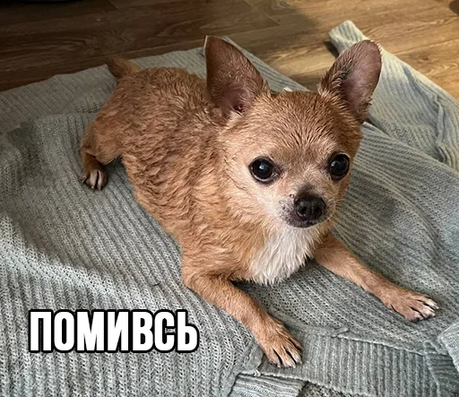 🛁 Стикер «МурМарсік» для Telegram