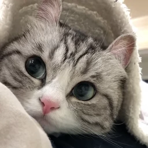 🤯 Стикер «МурМяу» для Telegram
