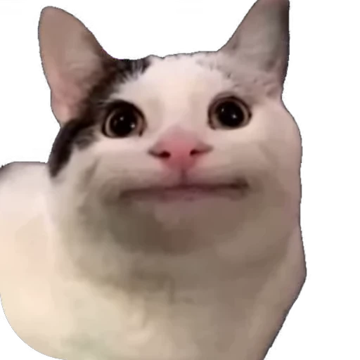 😂 Стикер «мур мур» для Telegram