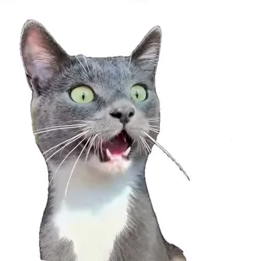 🙀 Стикер «мур мур» для Telegram