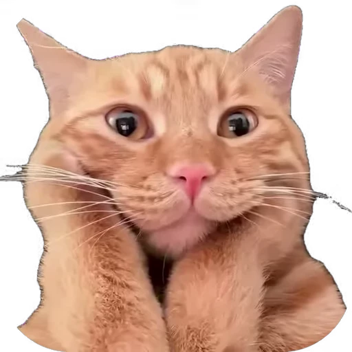 😻 Стикер «мур мур» для Telegram
