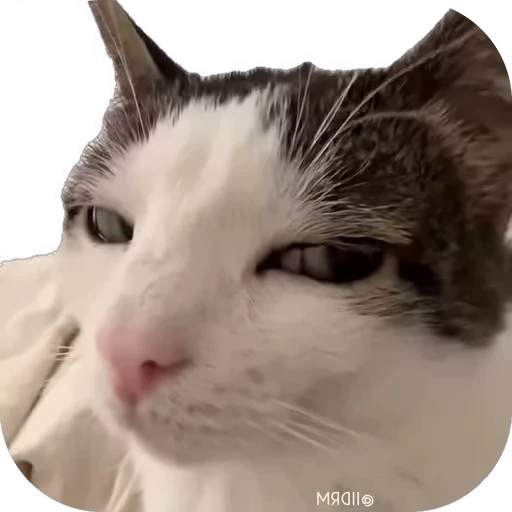 😑 Стикер «мур мур» для Telegram