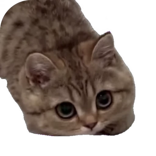 🥺 Стикер «мур мур» для Telegram