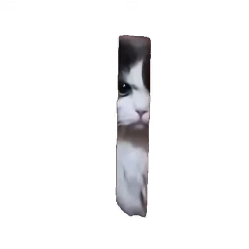 🐱 Стикер «мур мур» для Telegram