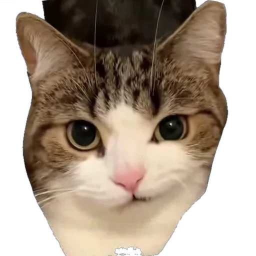 🐱 Стикер «мур мур» для Telegram