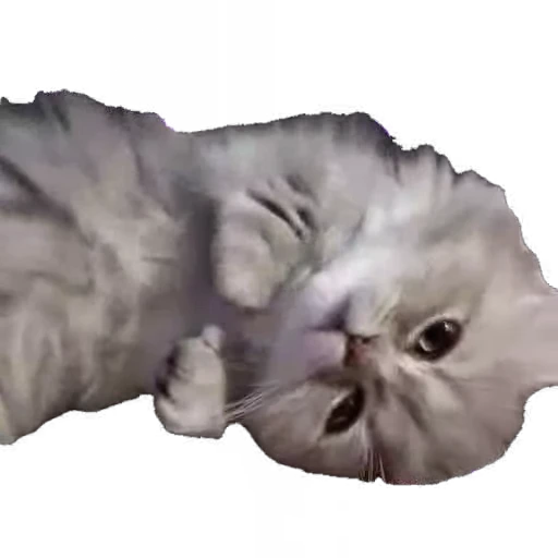 🐱 Стикер «мур мур» для Telegram