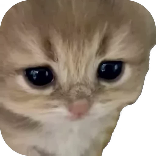 🥺 Стикер «мур мур» для Telegram