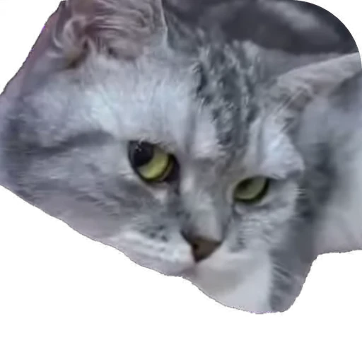 🐱 Стикер «мур мур» для Telegram
