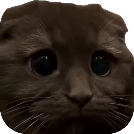 🥺 Стикер «мур мур» для Telegram