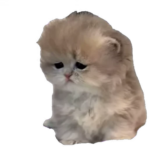 🥺 Стикер «мур мур» для Telegram