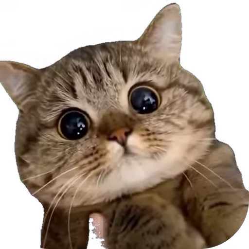 😻 Стикер «мур мур» для Telegram