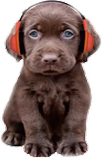 Стикерпак Music Animals для Telegram — скачать