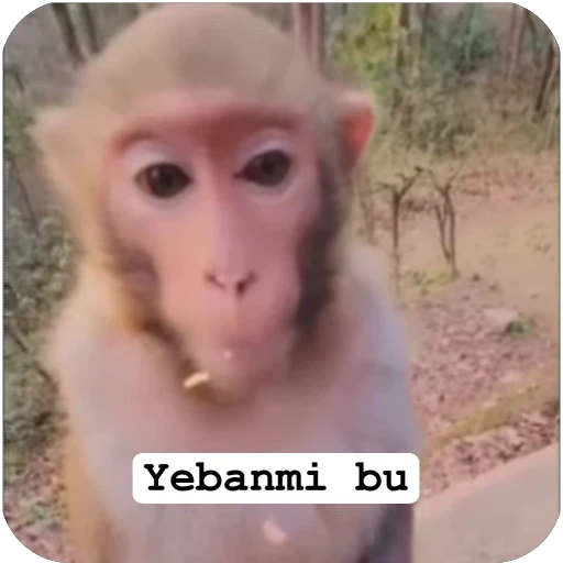 Стикерпак Muxammed 0 для Telegram — скачать