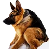 🐶 Эмодзи «memes» для Telegram