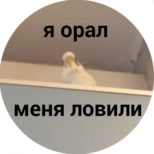 😮 Стикер «Мемасики» для Telegram