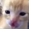 ❤️ Эмодзи «Мяу Мяу» для Telegram