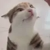 ❤️ Эмодзи «Мяу Мяу» для Telegram