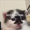 🤗 Эмодзи «Мяу Мяу» для Telegram