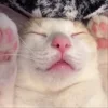 😴 Эмодзи «Мяу Мяу» для Telegram