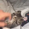 😋 Эмодзи «Мяу Мяу» для Telegram