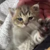 🤭 Эмодзи «Мяу Мяу» для Telegram