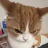 😡 Эмодзи «Мяу Мяу» для Telegram