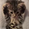 ❤️ Эмодзи «Мяу Мяу» для Telegram
