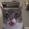 😱 Эмодзи «Мяу Мяу» для Telegram