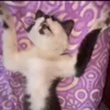 🥱 Эмодзи «Мяу Мяу» для Telegram