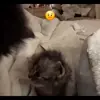 🤨 Эмодзи «Мяу Мяу» для Telegram