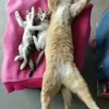 😴 Эмодзи «Мяу Мяу» для Telegram