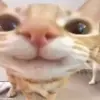 Эмодзи Мяу Мяу для Telegram — скачать