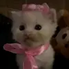 😻 Эмодзи «Мяу Мяу» для Telegram