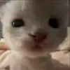 ❤️ Эмодзи «Мяу Мяу» для Telegram